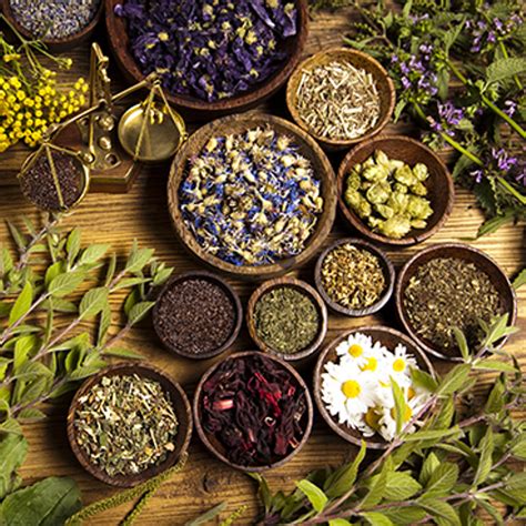 western herbal medicine courses